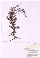 藏品(樹狀叉珊藻 )的圖片